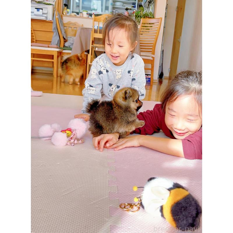 販売中の岐阜県のポメラニアン-430648の3枚目
