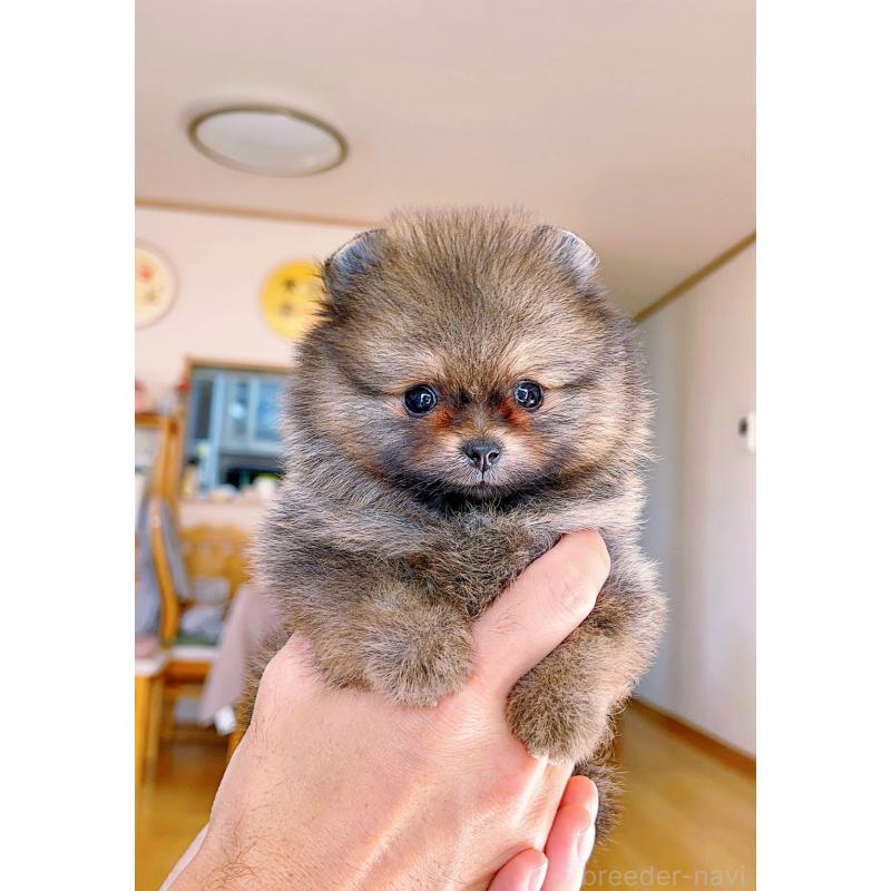 販売中の岐阜県のポメラニアン-430648の2枚目