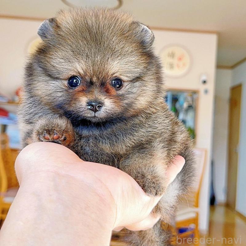 販売中の岐阜県のポメラニアン-430648の1枚目