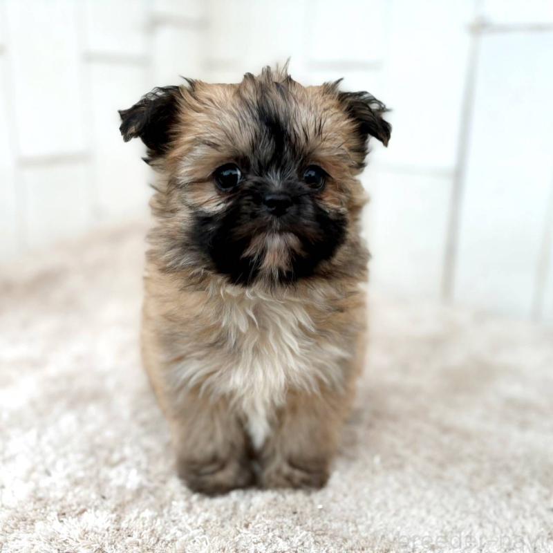 成約済の茨城県のチワズー:チワワ×シーズー-422703の7枚目