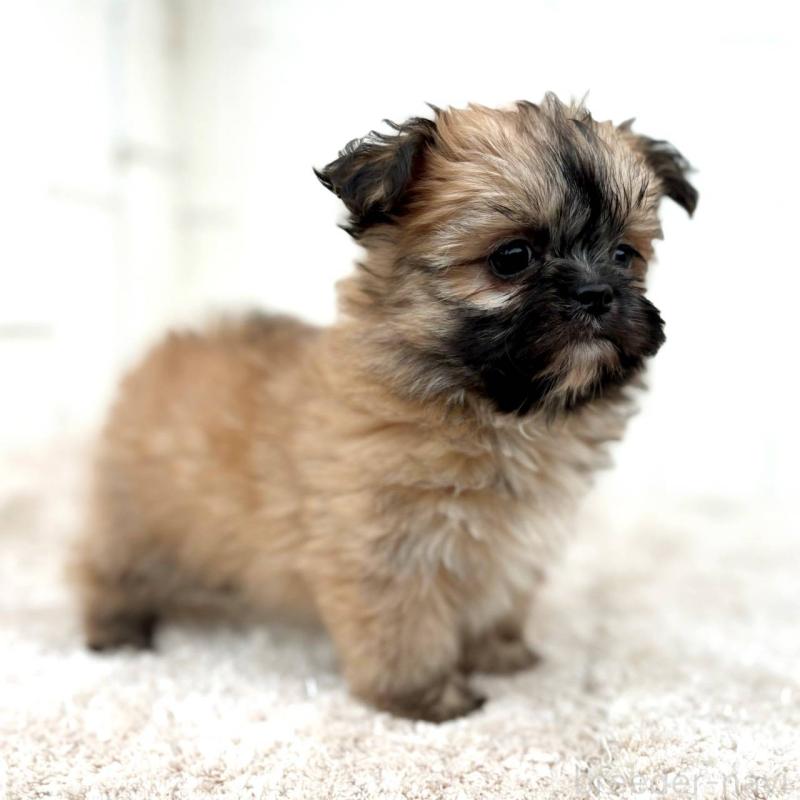 成約済の茨城県のチワズー:チワワ×シーズー-422703の6枚目