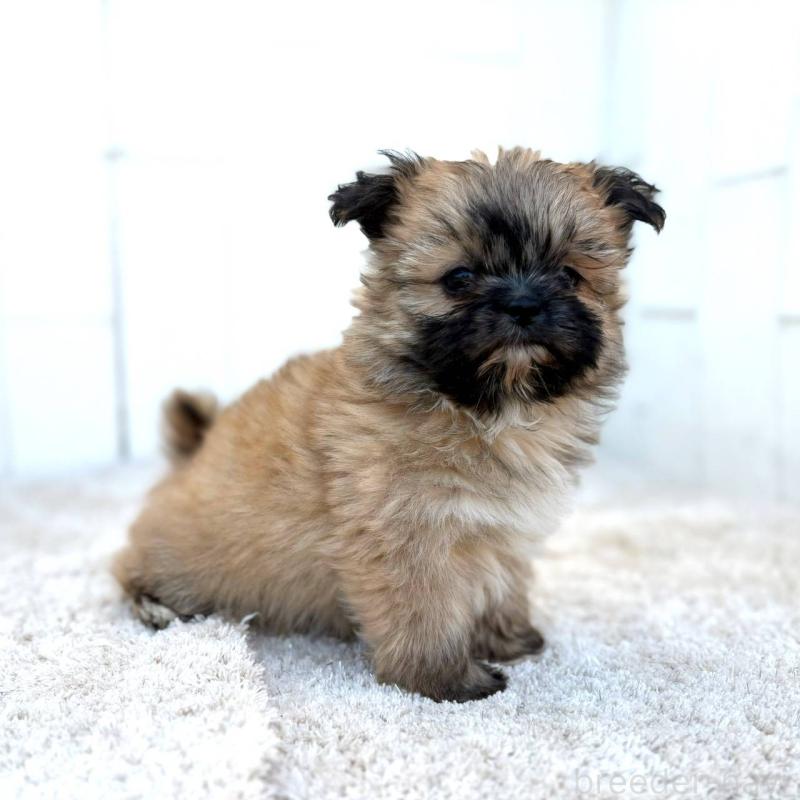 成約済の茨城県のチワズー:チワワ×シーズー-422703の5枚目