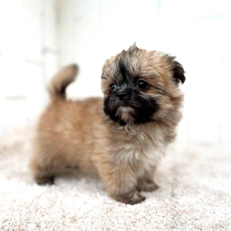 成約済の茨城県のチワズー:チワワ×シーズー-422703の4枚目