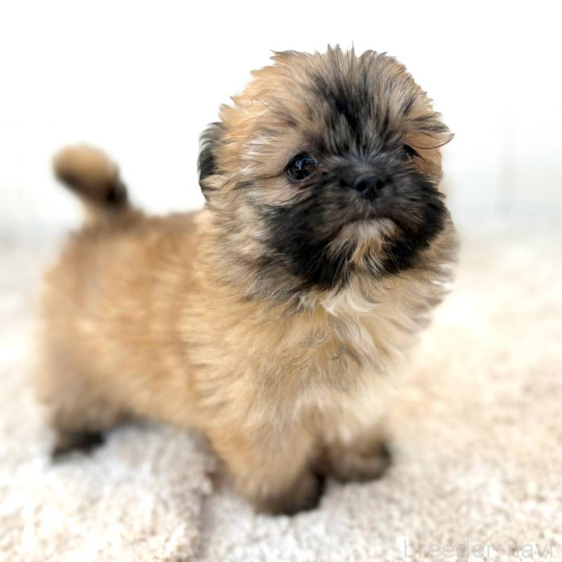 成約済の茨城県のチワズー:チワワ×シーズー-422703の3枚目