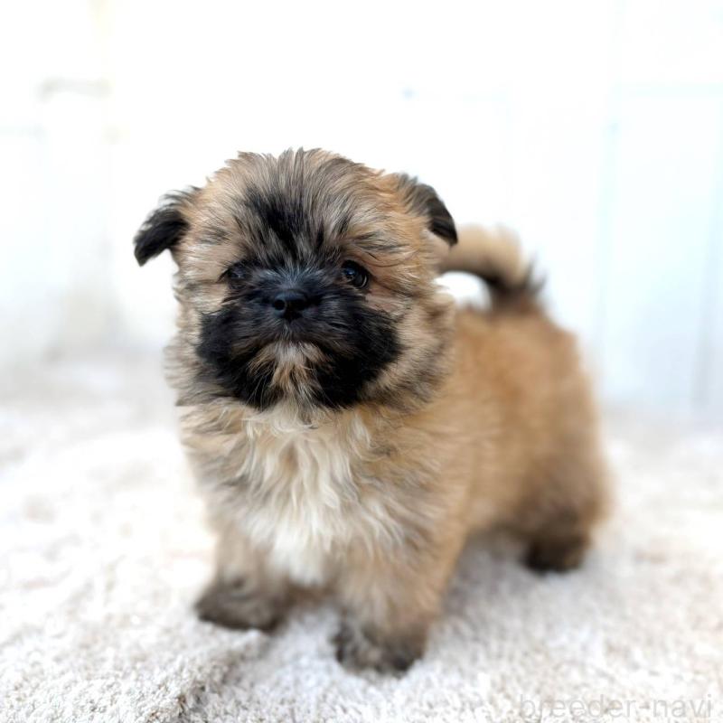 成約済の茨城県のチワズー:チワワ×シーズー-422703の2枚目