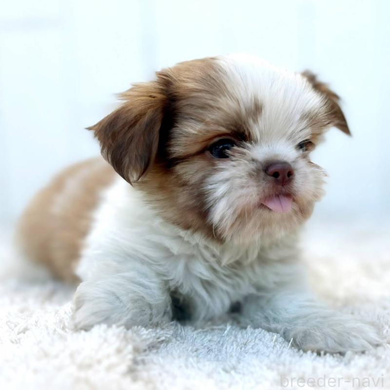 成約済の茨城県のチワズー:チワワ×シーズー-423713の6枚目