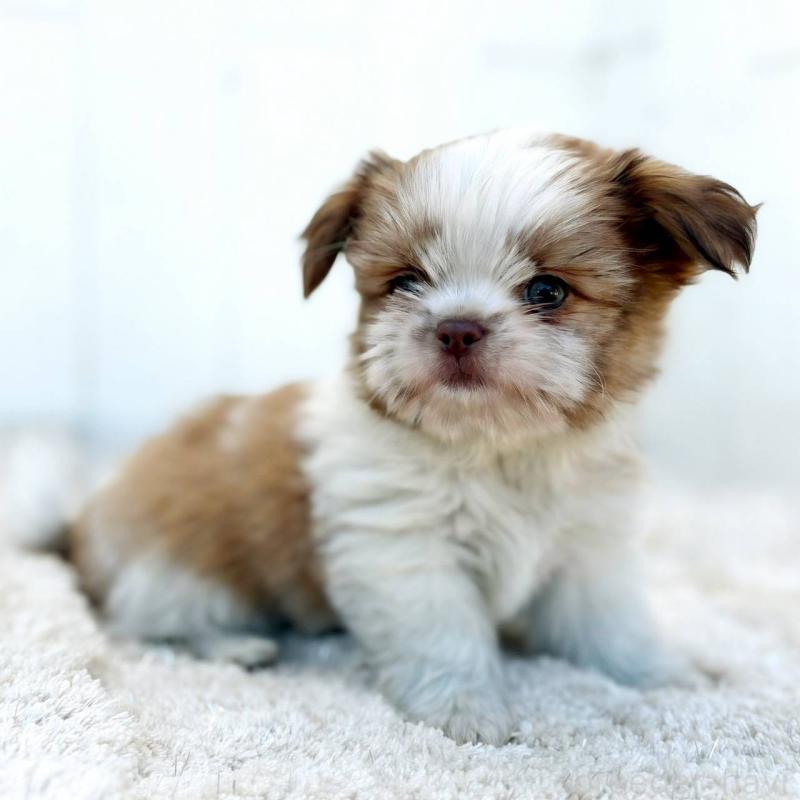 成約済の茨城県のチワズー:チワワ×シーズー-423713の5枚目