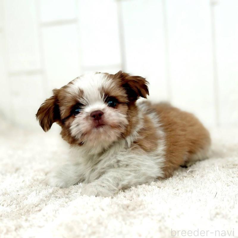 成約済の茨城県のチワズー:チワワ×シーズー-423713の4枚目