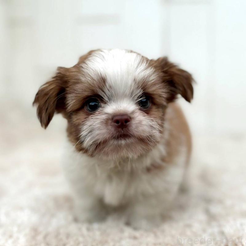 成約済の茨城県のチワズー:チワワ×シーズー-423713の3枚目