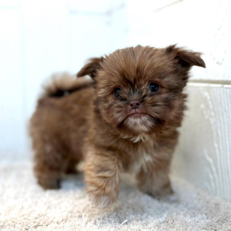 成約済の茨城県のチワズー:チワワ×シーズー-423712の5枚目