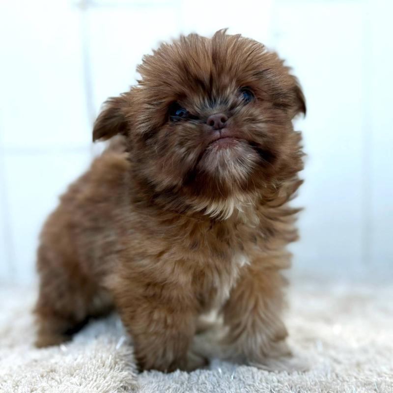 成約済の茨城県のチワズー:チワワ×シーズー-423712の4枚目