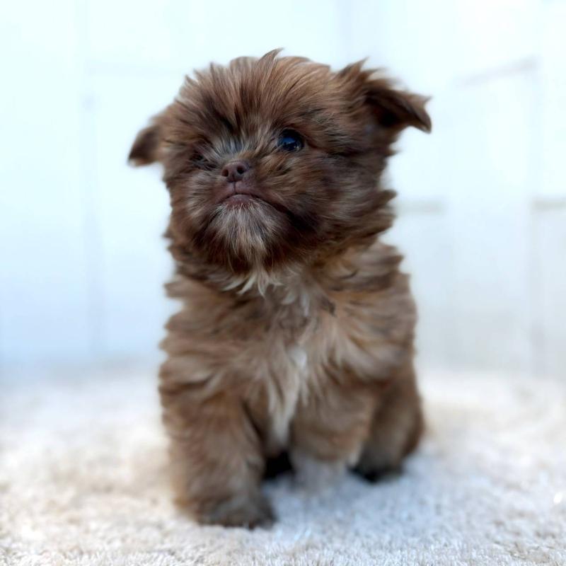 成約済の茨城県のチワズー:チワワ×シーズー-423712の3枚目