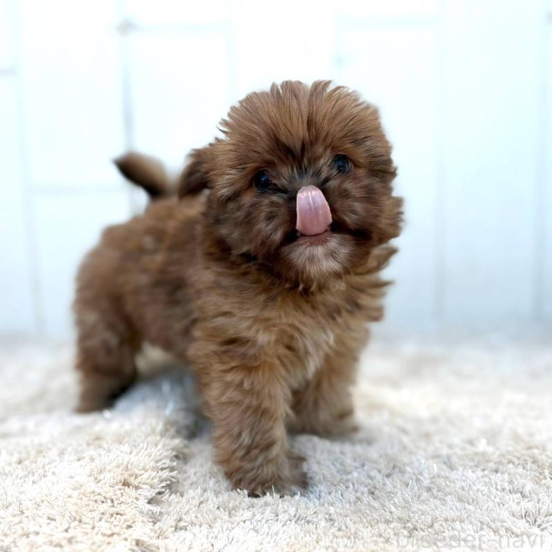 成約済の茨城県のチワズー:チワワ×シーズー-423712の2枚目