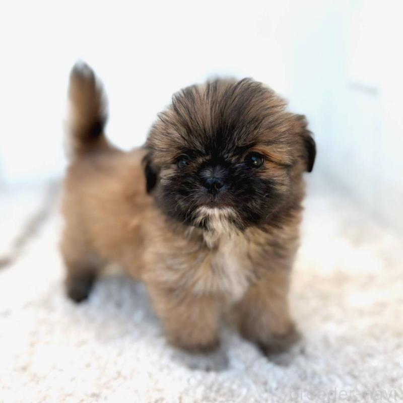 成約済の茨城県のチワズー:チワワ×シーズー-423714の7枚目