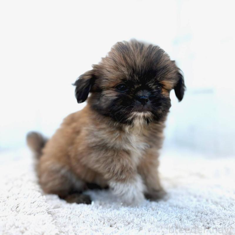 成約済の茨城県のチワズー:チワワ×シーズー-423714の6枚目