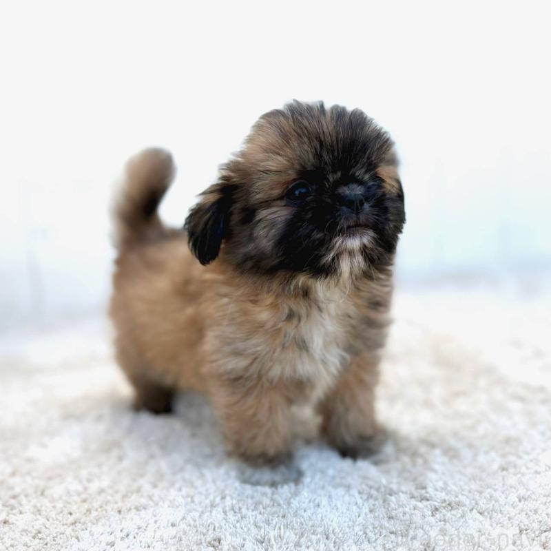 成約済の茨城県のチワズー:チワワ×シーズー-423714の5枚目