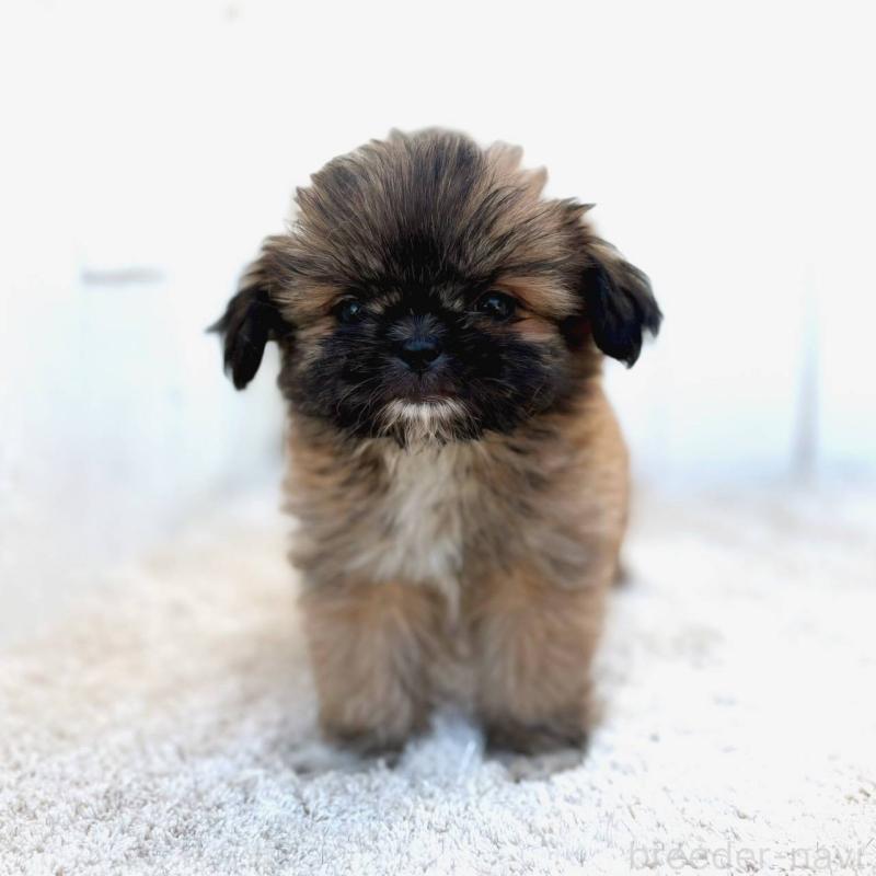 成約済の茨城県のチワズー:チワワ×シーズー-423714の4枚目