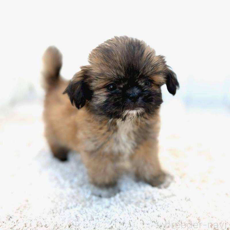 成約済の茨城県のチワズー:チワワ×シーズー-423714の3枚目