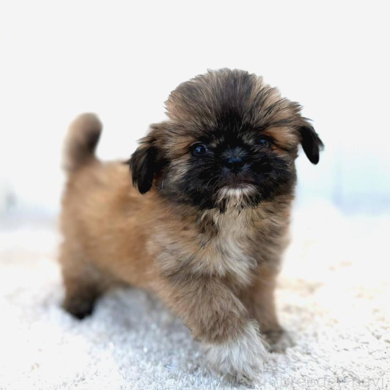 成約済の茨城県のチワズー:チワワ×シーズー-423714の2枚目