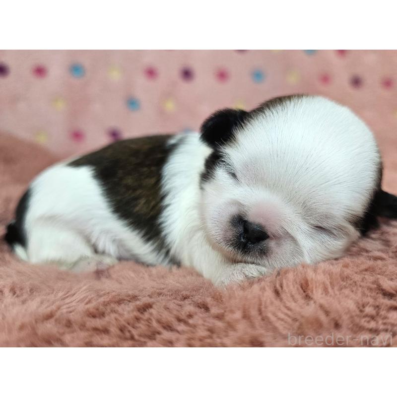 販売中の愛知県のシーズー-428584の25枚目