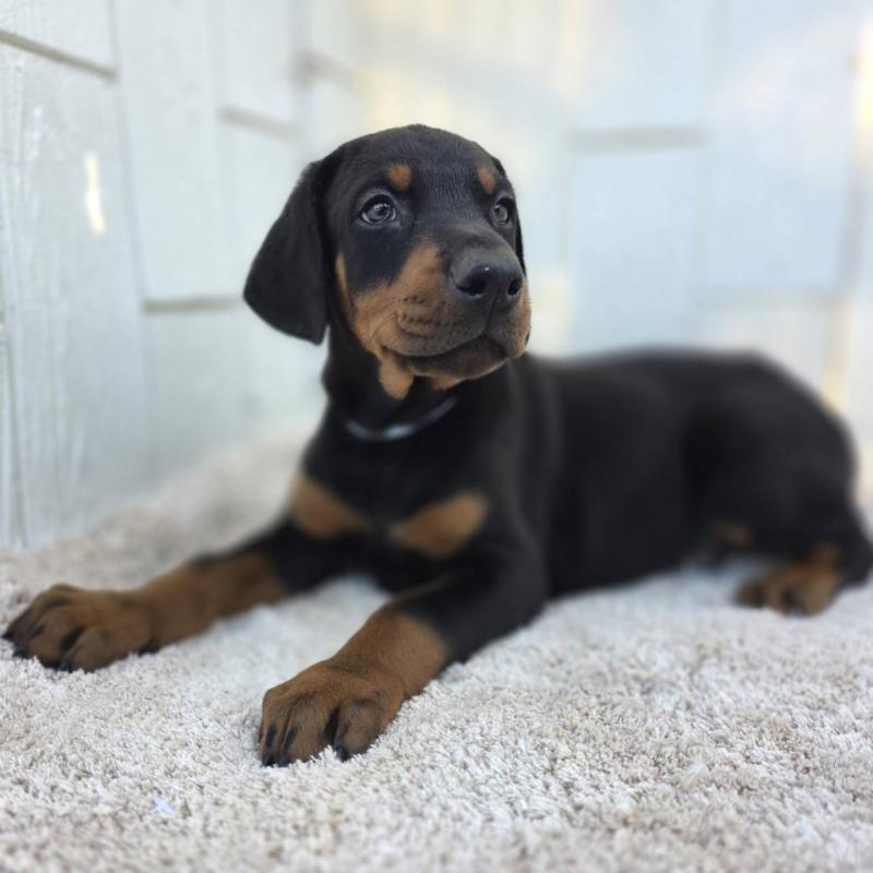 販売中の茨城県のドーベルマン-426181