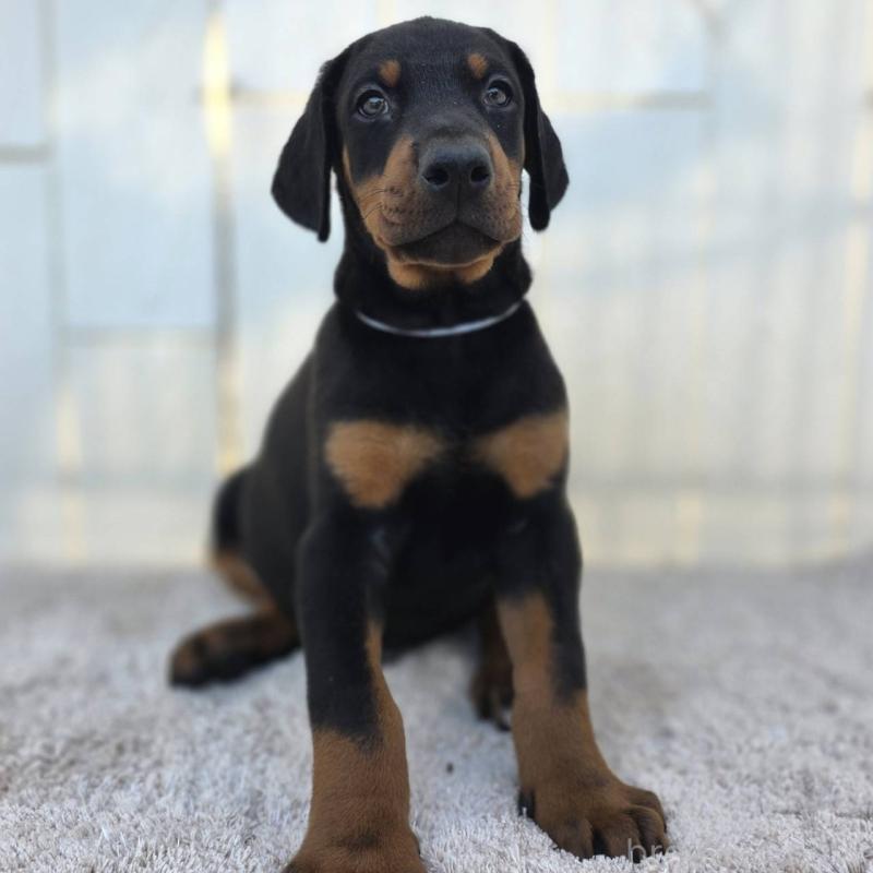 販売中の茨城県のドーベルマン-426181の42枚目