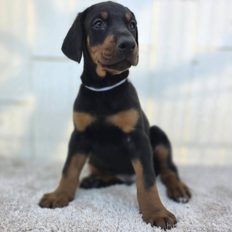 販売中の茨城県のドーベルマン-426181の41枚目