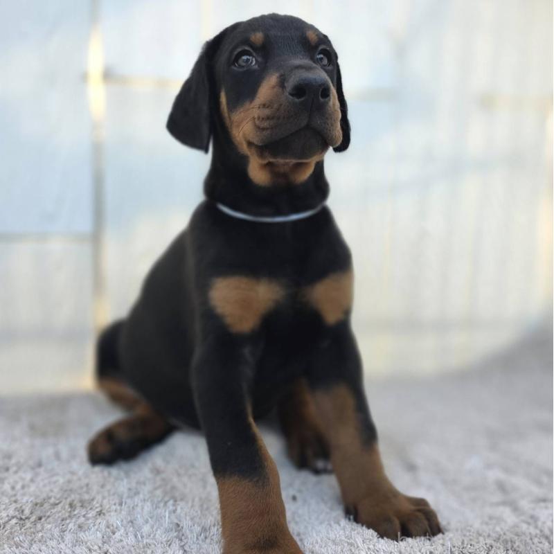 販売中の茨城県のドーベルマン-426181の40枚目