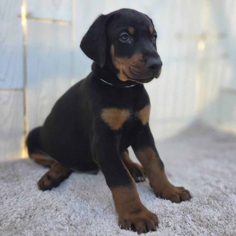 販売中の茨城県のドーベルマン-426181の39枚目