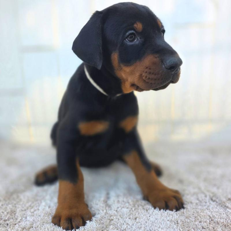 商談中の茨城県のドーベルマン-426185の29枚目