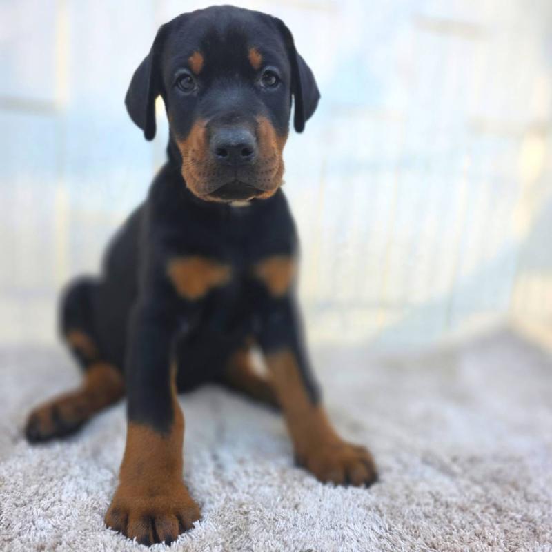 商談中の茨城県のドーベルマン-426185の28枚目