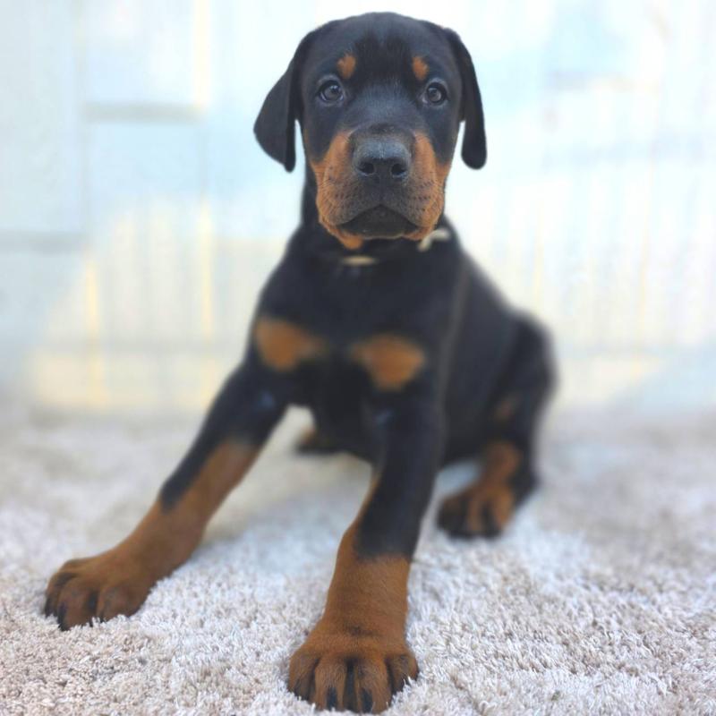 商談中の茨城県のドーベルマン-426185の27枚目