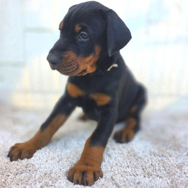 商談中の茨城県のドーベルマン-426185の25枚目