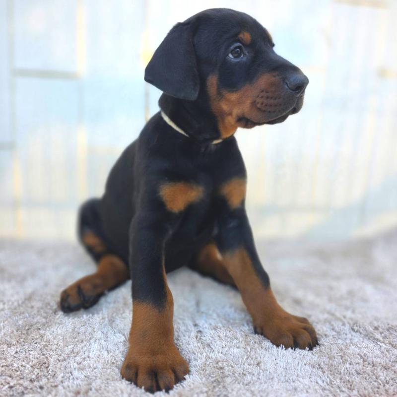 商談中の茨城県のドーベルマン-426185の26枚目