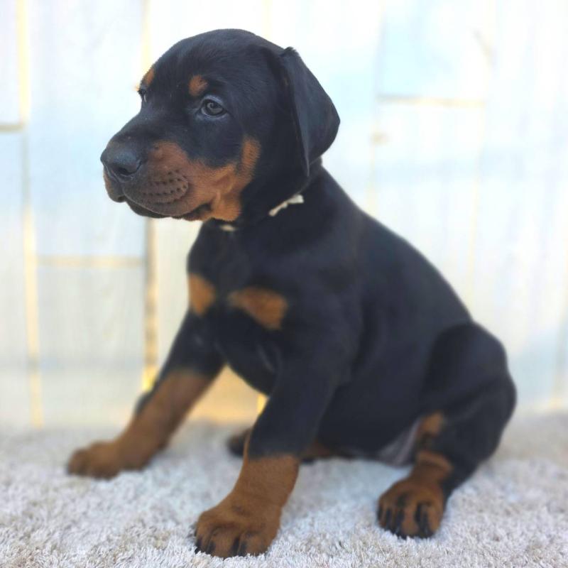 商談中の茨城県のドーベルマン-426185の24枚目