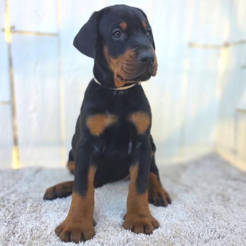 販売中の茨城県のドーベルマン-426185