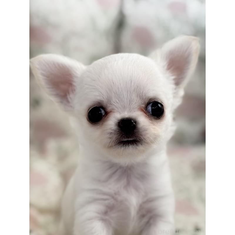 販売中の神奈川県のチワワ(ロングコート)-429570の11枚目