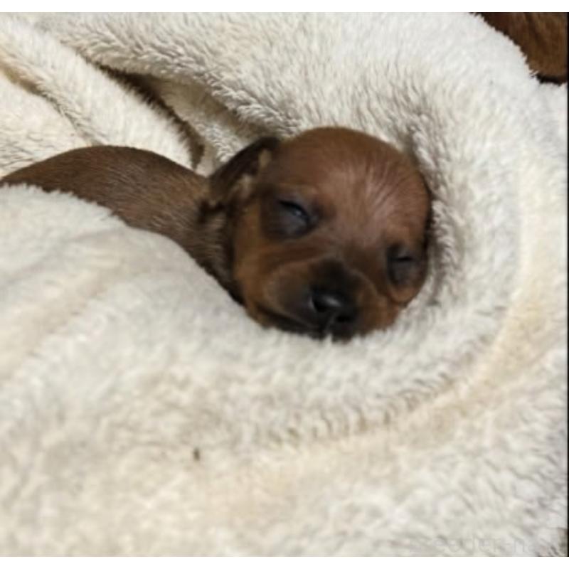 販売中の北海道のミニチュアピンシャー(ミニピン)-430654の3枚目