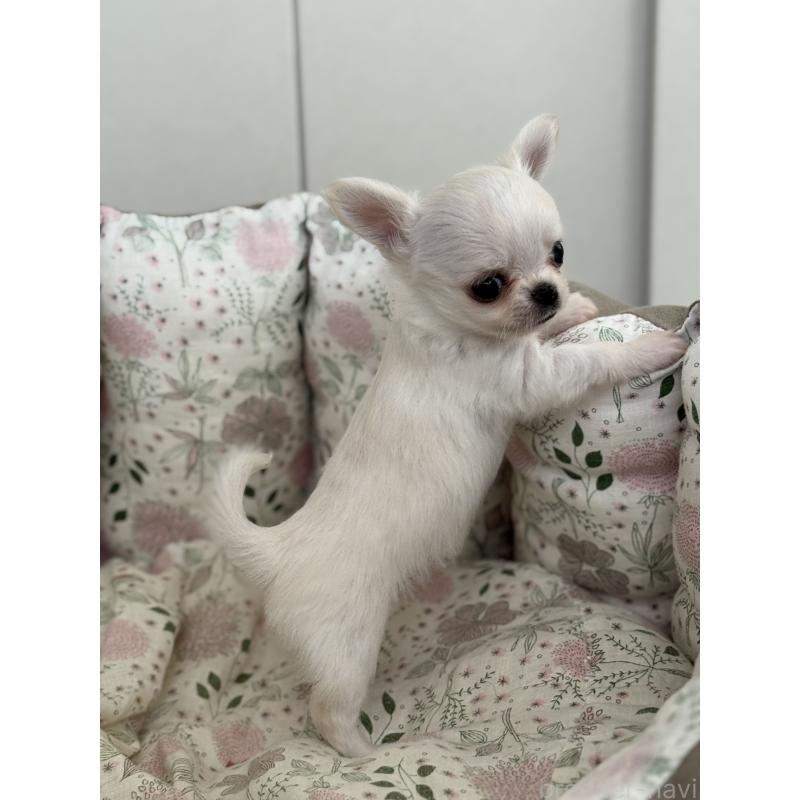 販売中の神奈川県のチワワ(ロングコート)-429570の10枚目