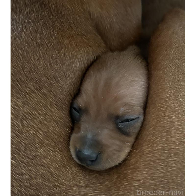 販売中の北海道のミニチュアピンシャー(ミニピン)-430654の2枚目