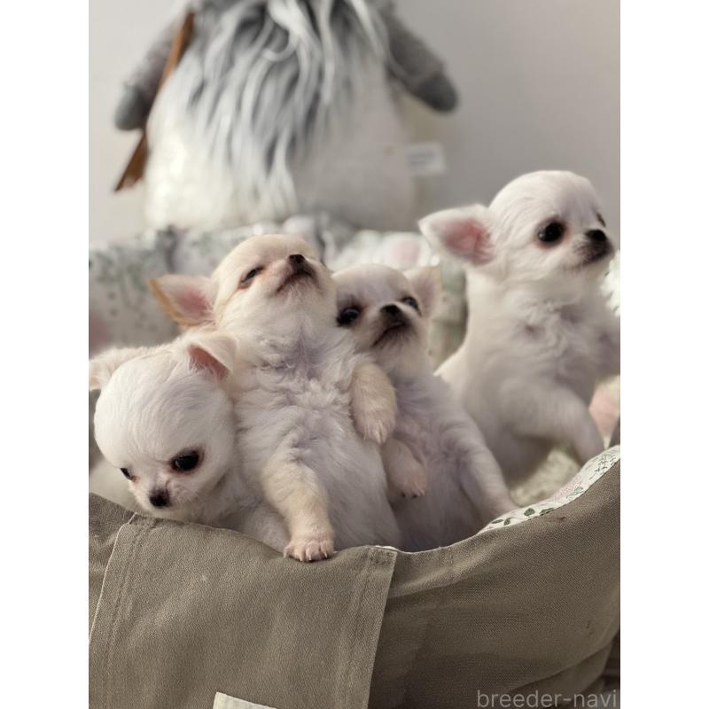 販売中の神奈川県のチワワ(ロングコート)-429570の8枚目