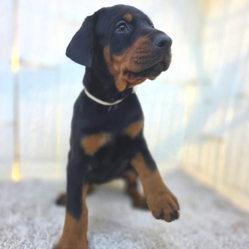 販売中の茨城県のドーベルマン-426192の38枚目