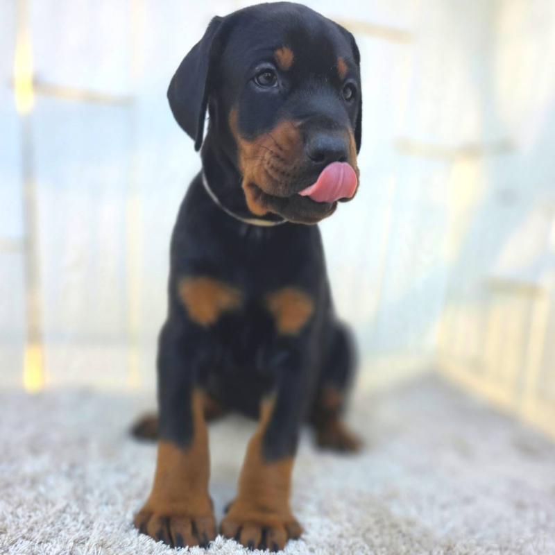 販売中の茨城県のドーベルマン-426192の37枚目