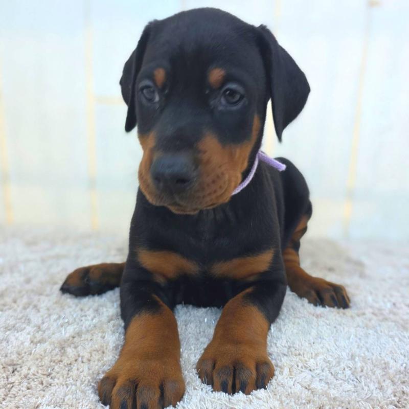 販売中の茨城県のドーベルマン-426192の36枚目