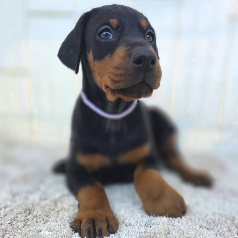 販売中の茨城県のドーベルマン-426192