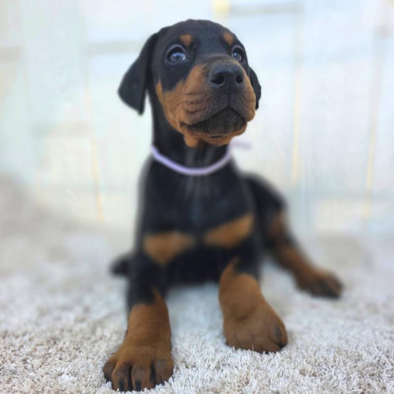 販売中の茨城県のドーベルマン-426192の34枚目