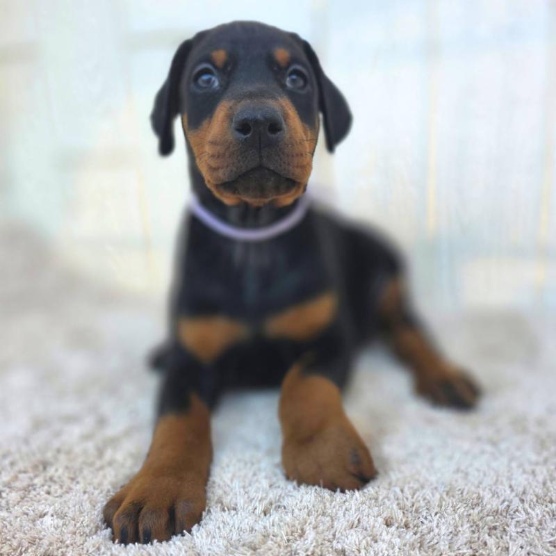 販売中の茨城県のドーベルマン-426192の33枚目