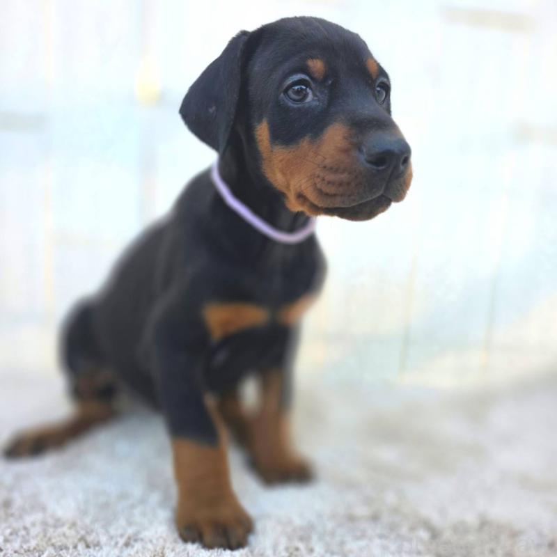 販売中の茨城県のドーベルマン-426192の32枚目