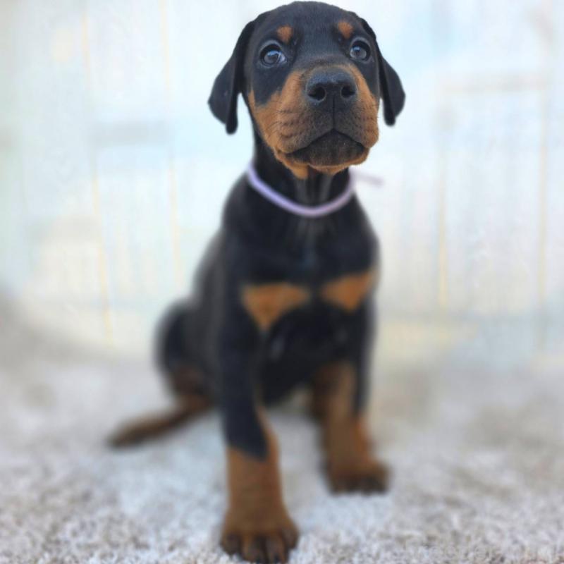 販売中の茨城県のドーベルマン-426192の30枚目