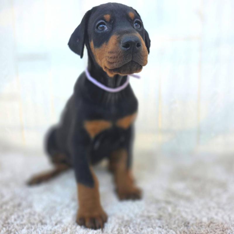 販売中の茨城県のドーベルマン-426192の29枚目